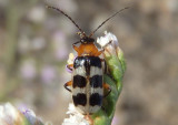 Paranapiacaba tricincta; Leaf Beetle species 