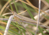 Paropomala pallida; Pale Toothpick Grasshopper; female