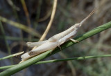 Paropomala pallida; Pale Toothpick Grasshopper nymph