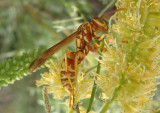 Polistes apachus; Texas Paper Wasp