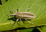 Scaphomorphus trivittatus; Cylindrical Weevil species