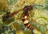 Sphecius grandis; Western Cicada Killer