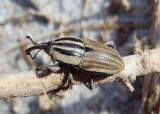 Sphenophorus aequalis ochreus; Clay-colored Billbug