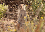 Spotted Ground Squirrel