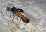 Camponotus vicinus; Carpenter Ant species; queen