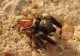Phidippus clarus; Jumping Spider species; male