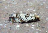 3091 - Pelochrista matutina; Tortricid Moth species