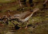 Louisiana Waterthrush