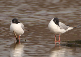 Bonapartes Gulls; breeding