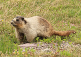 Hoary Marmot 