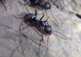 Formica argentea; Wood ant species