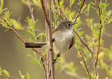 Least Flycatcher