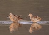 Long-billed Dowitchers; breeding