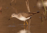 Solitary Sandpiper