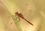 Sympetrum costiferum; Saffron-winged Meadowhawk; young male