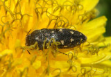 Acmaeodera pulchella; Metallic Woodboring Beetle species