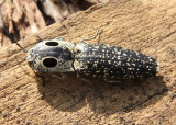 Alaus oculatus; Eastern Eyed Click Beetle