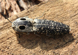 Alaus oculatus; Eyed Click Beetle