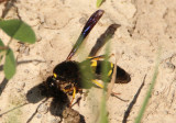 Ancistrocerus spinolae; Mason Wasp species; female