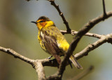 Cape May Warbler; male