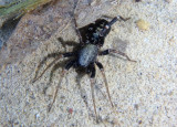 Castianeira longipalpa; Ground Sac Spider species