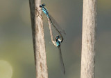 Enallagma geminatum; Skimming Bluet pair