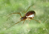 Frontinella communis; Bowl and Doily Weaver; female
