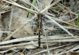 Leucorrhinia intacta; Dot-tailed Whiteface; immature