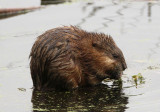 Muskrat