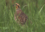 Northern Bobwhite; female