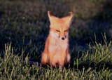 Red Fox pup
