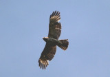 Red-shouldered Hawk; juvenile