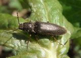 Sylvanelater cylindriformis; Click Beetle species