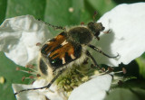 Trichiotinus Flower Chafer species