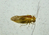 Valenzuela flavidus; Barklouse species