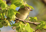 Warbling Vireo