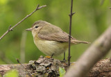 Warbling Vireo