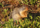 Columbian Ground Squirrel