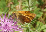 Ochlodes sylvanoides; Woodland Skipper; female