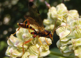 Spilopteron vicinum; Ichneumon Wasp species; male