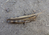 Amphitornus coloradus; Striped Slant-faced Grasshopper