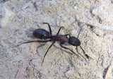 Camponotus novaeboracensis; New York Carpenter Ant