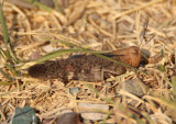 Arphia pseudonietana; Red-winged Grasshopper