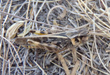Pardalophora apiculata; Coral-winged Grasshopper