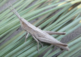 Pseudopomala brachyptera; Short-winged Toothpick Grasshopper; female