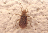 Arhyssus crassus; Scentless Plant Bug species