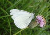 Pieris marginalis; Margined White