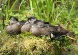 Wood Ducks; juveniles
