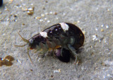Amphipoda Amphipod species