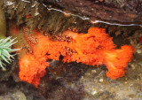 Red Sea Cucumber